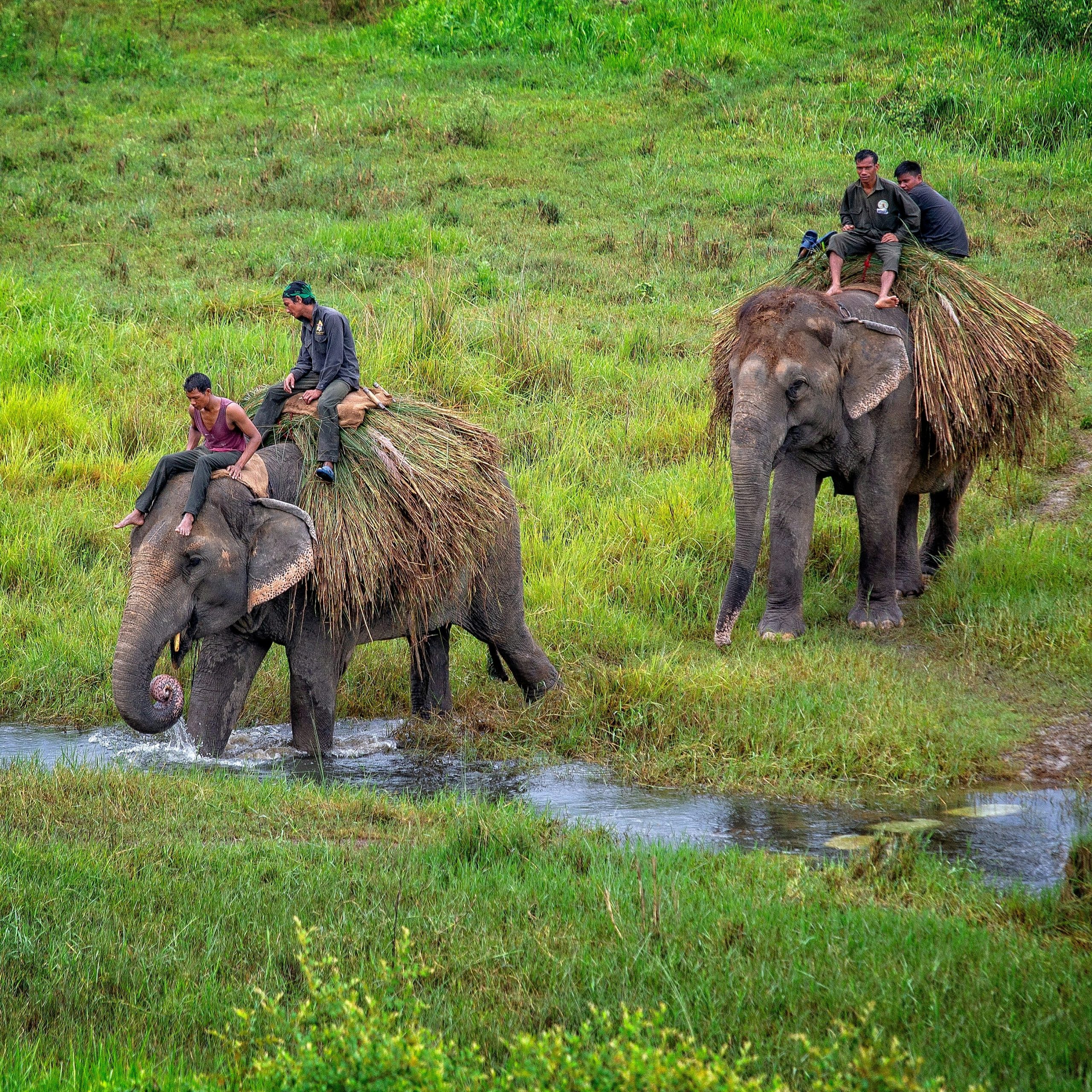Day 5: Fly to Chitwan National Park